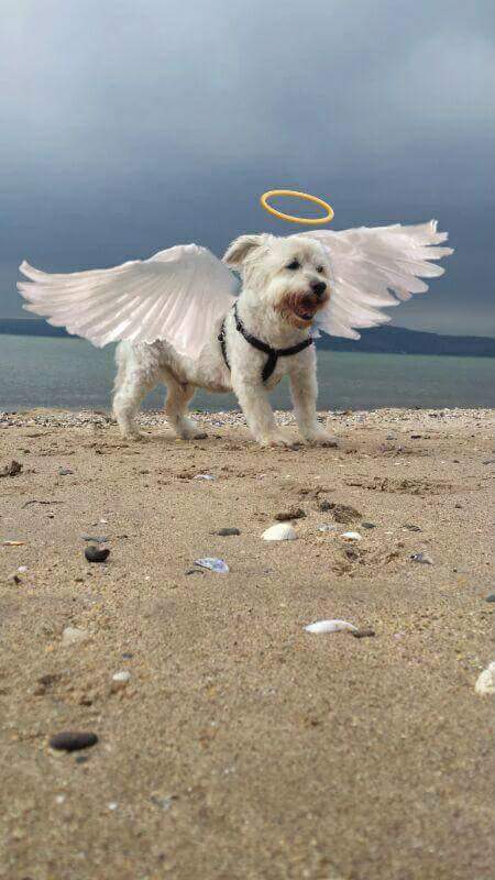 MauraMahon4's tweet photo. @MiroSCWT @HRHLou @MadSCWT @ChestnutWarrior @Sprocket_Cool @ZombieSquadHQ We will look after Miro for you mum. I'll take really good care of him, i promise. Big hugs to you😇 https://t.co/FnPzVjxjm5