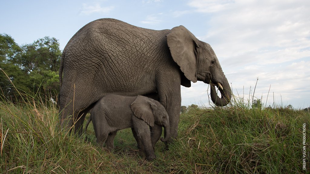 NWF's tweet photo. Don't miss out! Only 3 days left for students to enter the #EveryElephant contest for a chance to win a trip to Africa for a true safari! African Elephants are a vulnerable species - their population declined 30% in the last 7 years. How would you help? https://t.co/ZQNOZLFtFs https://t.co/BAPNbmCHVj