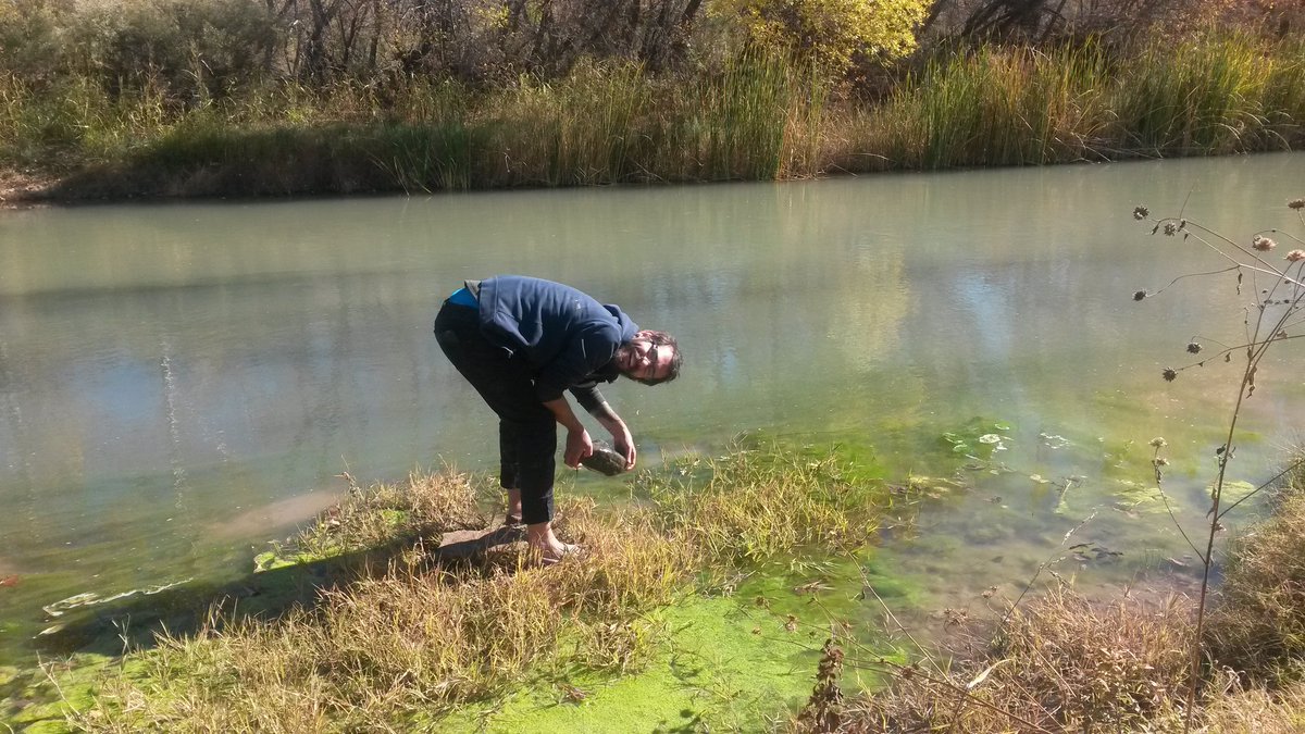 insect_taxonomy's tweet photo. Splish-splash on Verde river! #foundbeetles #fun-in-the-sun #aquatic-inverts #smithonit #leaves #fieldwork https://t.co/zsXN2W5IPw