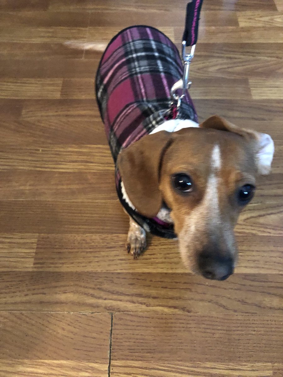 Roxy52fun's tweet photo. Hi friends I gots a new coat ! ~ ZuZu #BarnyardLawyer #ZSHQ #sausagearmy #OTLFP #WhiskysBar https://t.co/WDoM5JKRFg