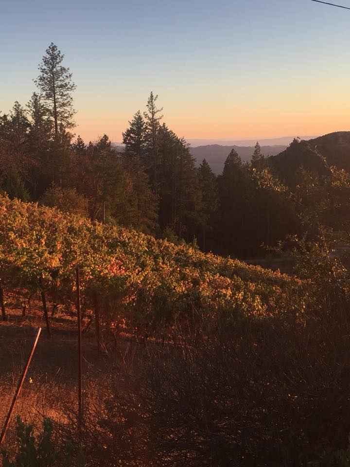 Melka Estates tweet media