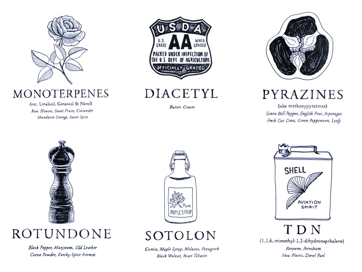 Despite what you may have heard, almost everyone can improve their sense of taste by learning to identify aroma compounds in #wine. Over at the blog, we spill the tasting secrets of master somms. wfol.ly/2mugXY1