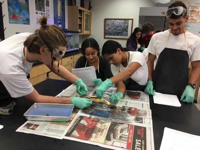 MrSalisburyMBSH's tweet photo. From tagging sharks in the field to learning how they work on the inside. #SharkDissection #MarineScience #handsonlearning @mbseniorhigh @MDCPSSTEAM @bccespedes https://t.co/X7tKekax6l