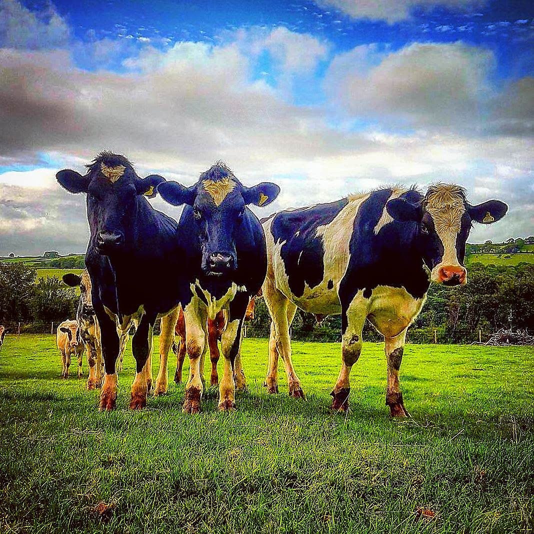 DannyVet's tweet image. 'My last post on veterinary homeopathy... Hopefully!' facebook.com/notes/danny-ch… #homeopathy #science #medicine #Veterinary