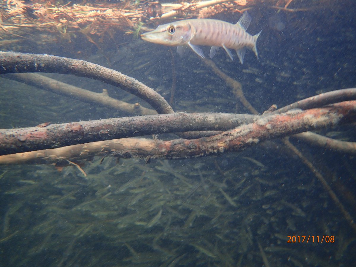 As part of the Lake Simcoe muskie restoration program 2,200 young muskie were stocked into the lake last week. As you can see there is no shortage of food for these young fish!