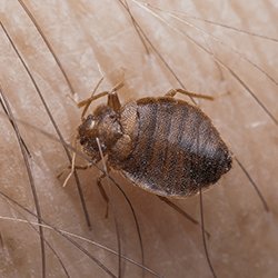 ActionPest's tweet photo. Invited house guests may bring some uninvited ones along to your Thanksgiving dinner! https://t.co/CzWxas7Pwi https://t.co/aySHzduTjO