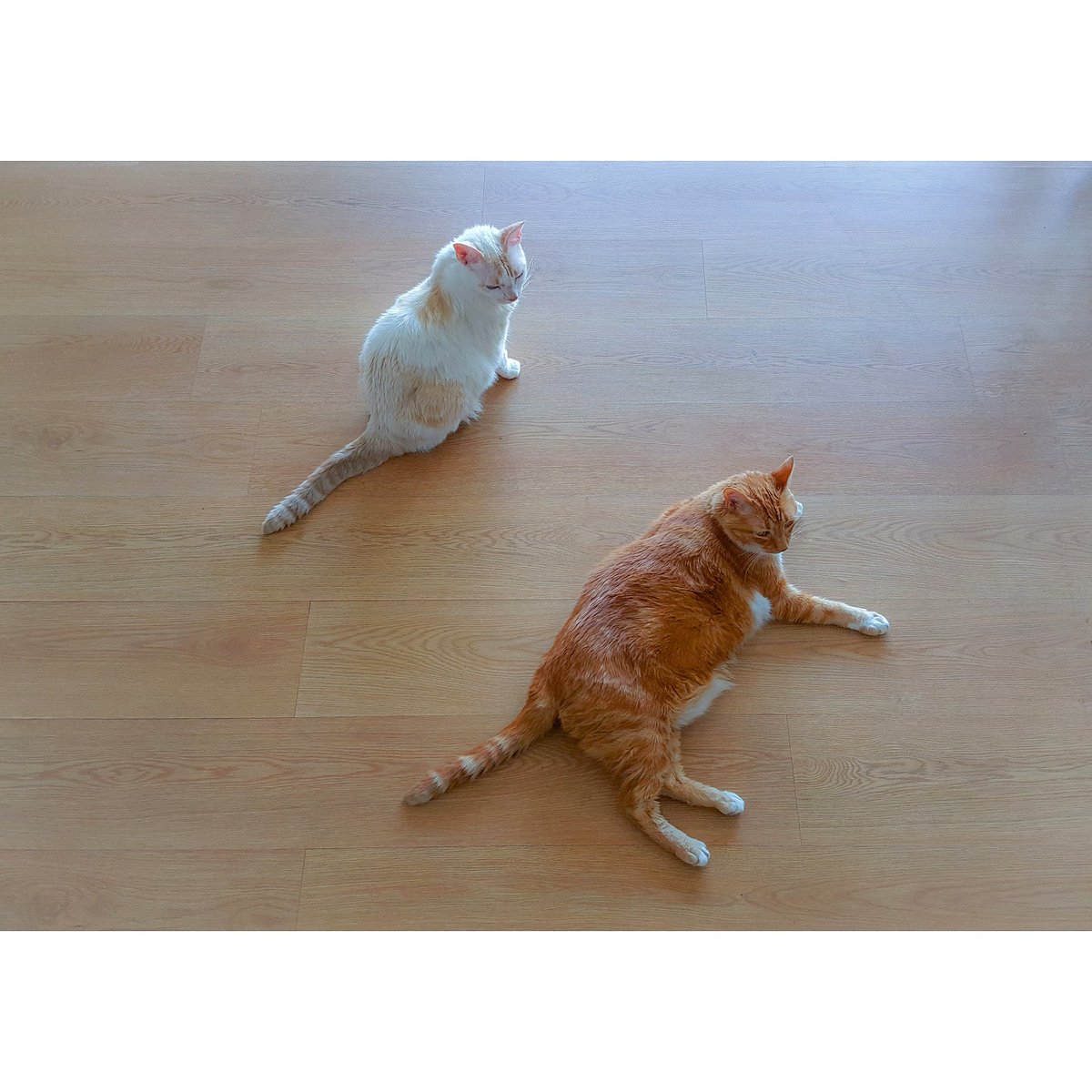 damianbenetucci's tweet photo. Guardianes en feriado
#Orson y #Mina
#cats #color #capture #attitude #composition #daylight #home #instafitit #love #actor #model #orange #white #photographer #photos #picoftheday #photooftheday https://t.co/bilhIfUkGQ