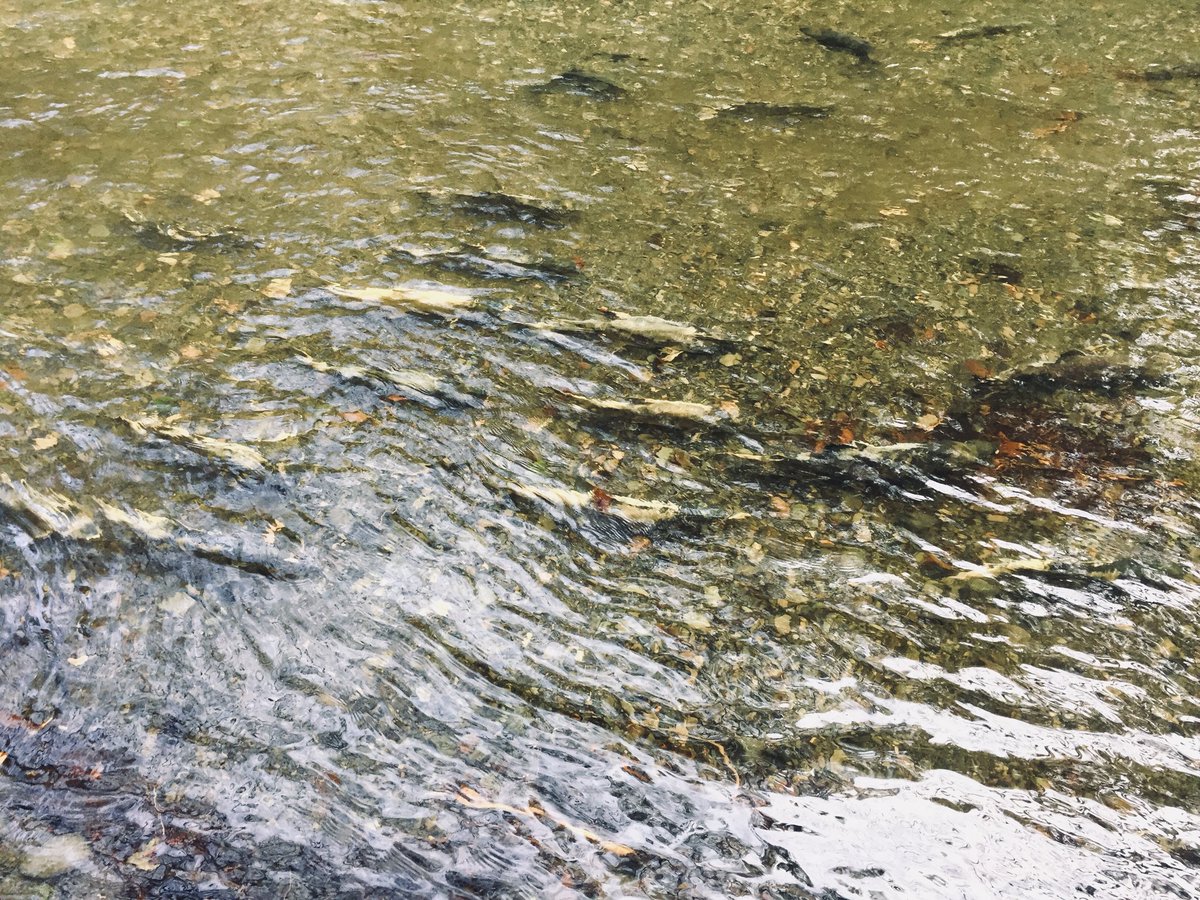 GSNaturehouse's tweet photo. There’s a slight improvement in salmon numbers- 6380 Chum counted on Saturday.  Beautiful day in the park and the river is busy with salmon, gulls, eagles and people!  #comebacksalmon #goldstream #yyj #ourbackyard https://t.co/CzieO0MzeR