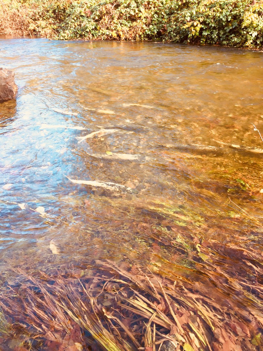 GSNaturehouse's tweet photo. There’s a slight improvement in salmon numbers- 6380 Chum counted on Saturday.  Beautiful day in the park and the river is busy with salmon, gulls, eagles and people!  #comebacksalmon #goldstream #yyj #ourbackyard https://t.co/CzieO0MzeR