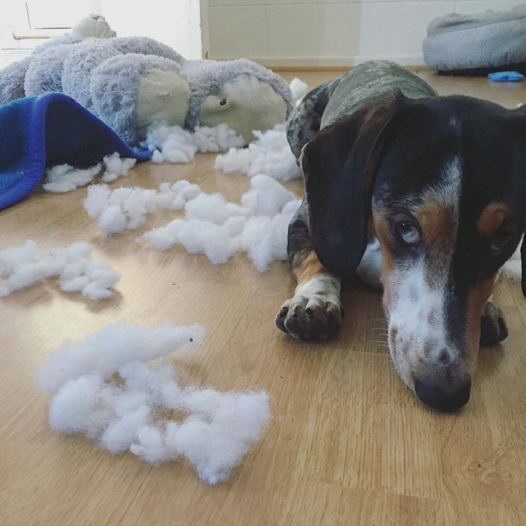 DestructionDogs's tweet image. Title: 'Guilty AF'
Artist: Maui
Materials: Plush toy
#destructiondogs #doggo #dog #dogsofadelaide #puppy #pup #PleaseForgiveMe #cute #dogs_of_instagram #guilty #pets #animal #animals #dogsoftwitter #ilovemydog #minidachshund #dogoftheday #lovedogs #dachshund #puppyeyes