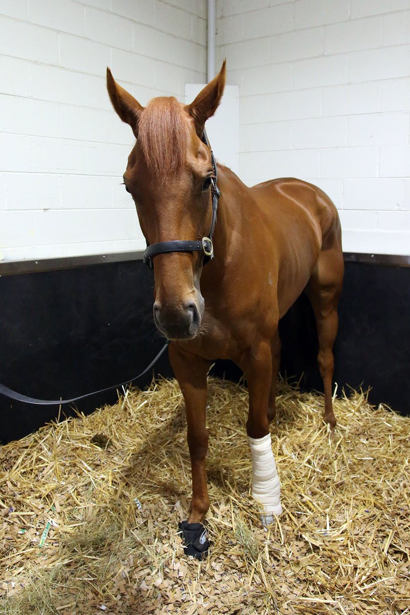 TeAkauRacing's tweet photo. GINGERNUTS' UPDATE - just a wee note to all Jerry's supporters, he had a  very comfortable weekend &amp; the medical team is very happy.  How  amazing is the @FlemingtonVRC team going to visit him with apples &amp; carrots, you are so thoughtful &amp; kind - incredible!! https://t.co/FCgxemNnA4