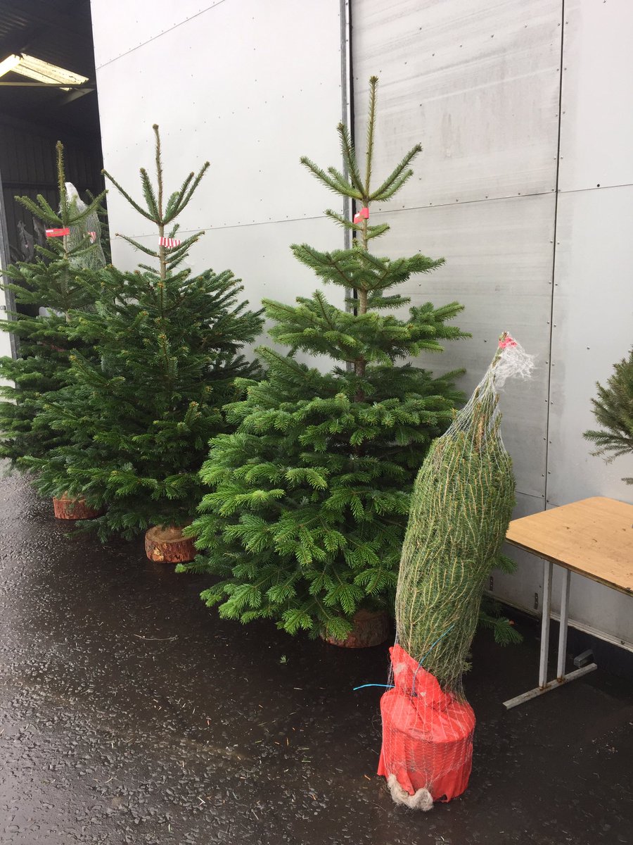 Fy7Trees's tweet photo. Hello everyone and Merry Christmas!! We are back open 7 days a week until #Christmas 🎄We have the best Nordmann fir trees on the #fyldecoast Find us just off Asda roundabout in #Fleetwood #Christmas #Trees https://t.co/rjskShV3e6