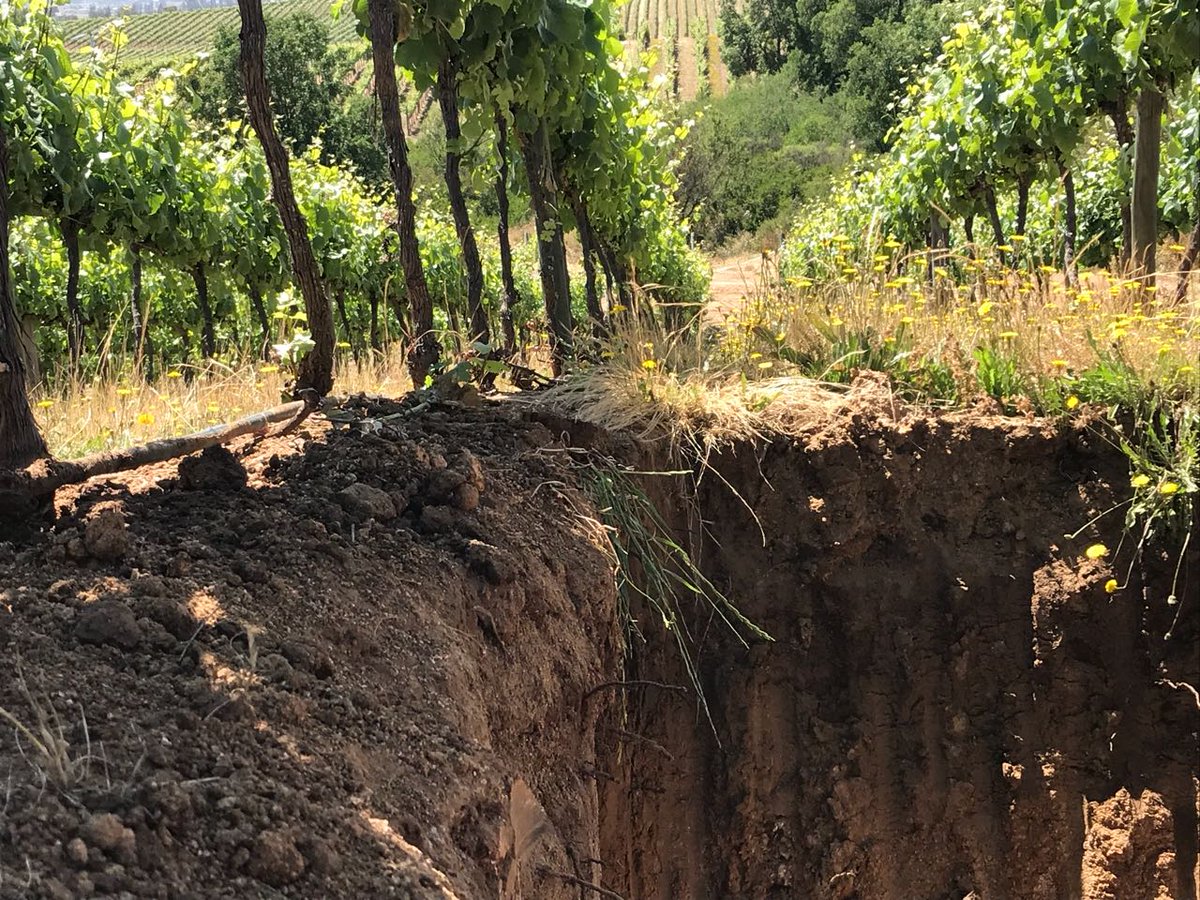 reinaldolivares's tweet photo. En #Viñedos @terranoblewines #Casablanca #Restaurant #Siciliano #AzulProfundo #SaboyAroma #Hanzo #MercadoPatache #Rubaiyat #Carnal #Premiumbrands #WineOfChile #Maule #Colchagua #Wine #Vino @marcelogarciade ¡Seguimos educando! ¡cariño por el servicio! 100% #Hospitalidad  🍇🍷🍴💞 https://t.co/k65Oai4bXG