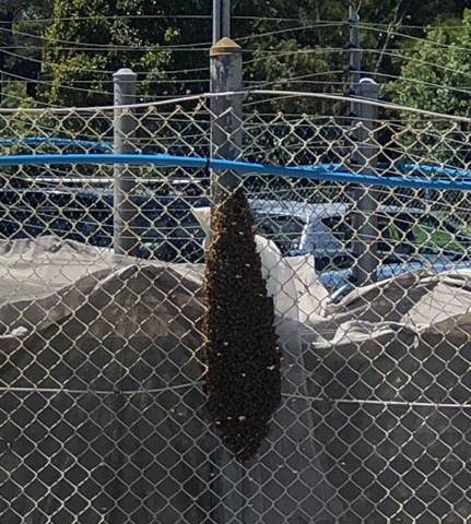AKLPort's tweet image. Bee swarm at the port! Rescued by Ibrahim &amp;amp; Abdul from Beezthingz &amp;amp; off to a nice new home. Ahh. #portlife #goodbuzz #bees