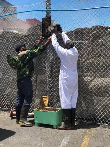 AKLPort's tweet image. Bee swarm at the port! Rescued by Ibrahim &amp;amp; Abdul from Beezthingz &amp;amp; off to a nice new home. Ahh. #portlife #goodbuzz #bees