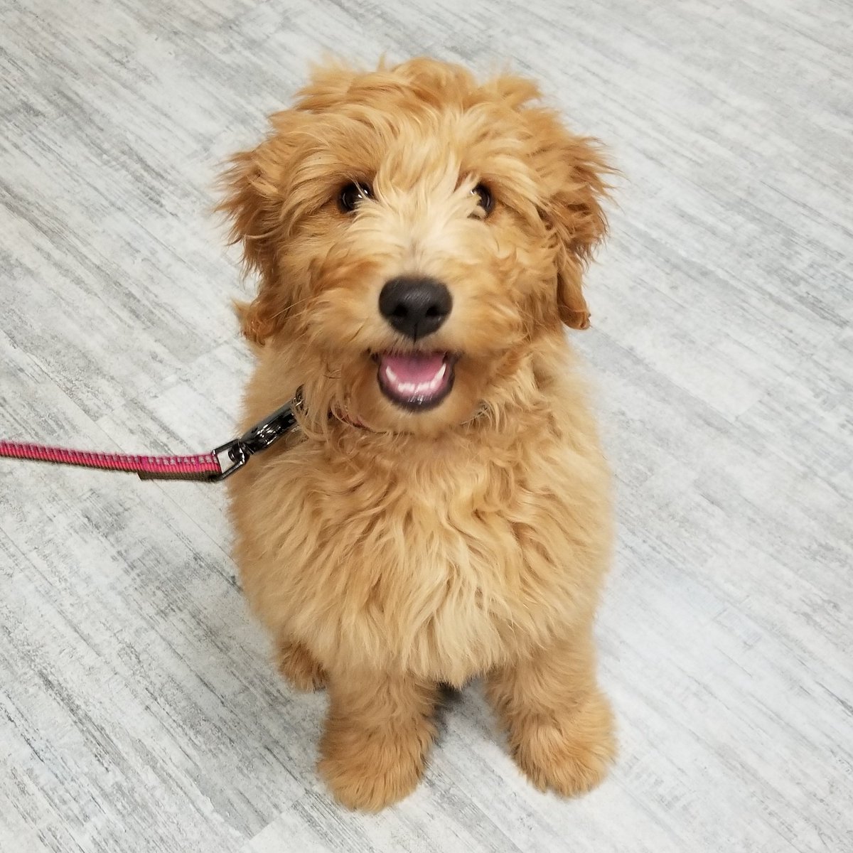 AirdriePuppyPal's tweet photo. We offer Puppy Socialization Classes on Tuesday and Thursday evenings. Come explore, learn and play with puppies like Miss Bella here! Isn't she adorable โค๐ #airdrie #Alberta #yycdogs #yyc #airdrie360 #airdriepuppypals #dog #puppy #airdriedogs #airdrielife #yyc #doodle https://t.co/Ly9d2SFWJN