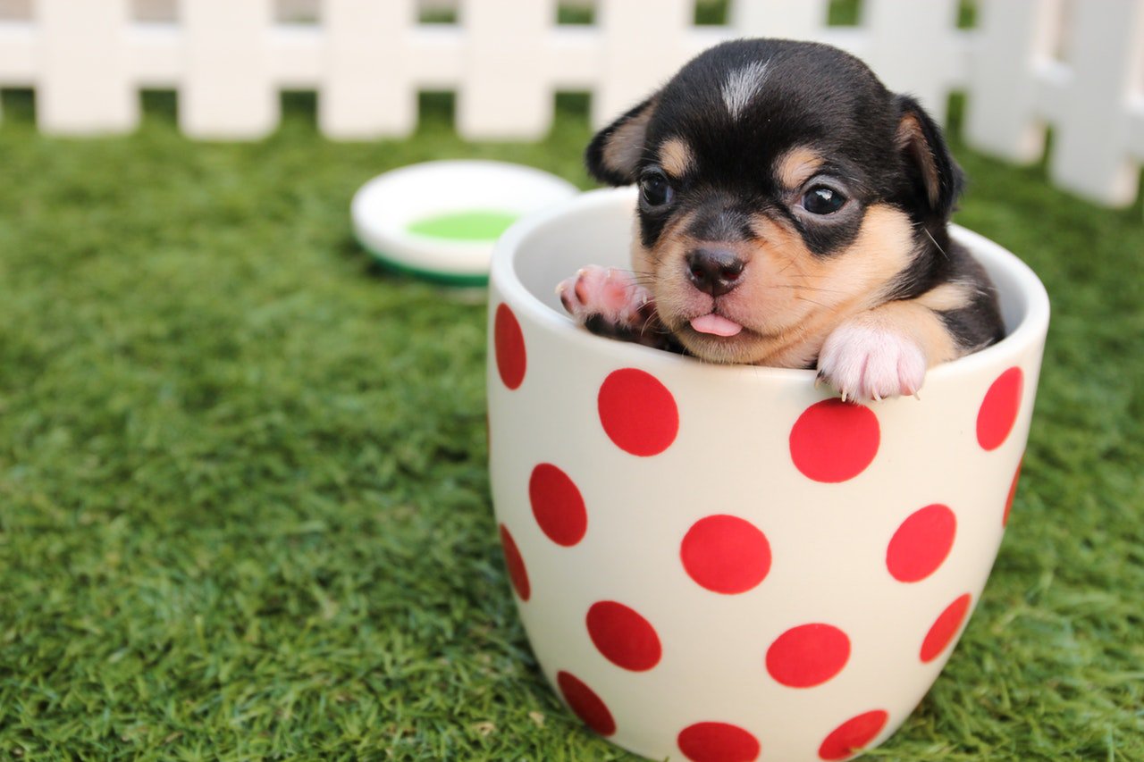 Animal lovers pet clearance supply