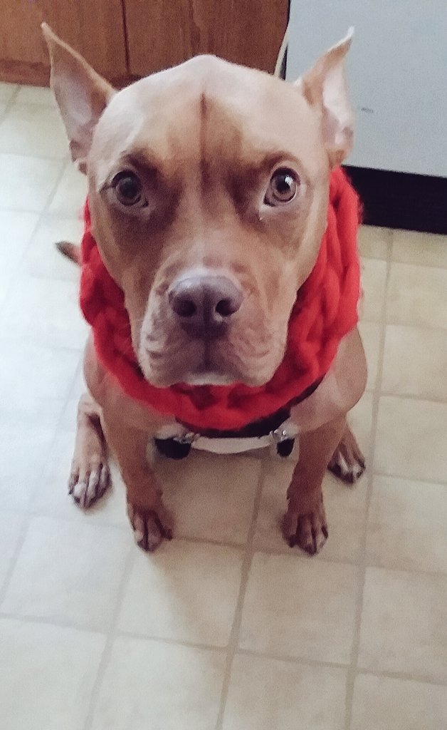 WoofinityS's tweet photo. Chance giving serious puppy dog eyes in his #WOOFinity Scarf so he can go out and romp! #pittielove #pitbullmom #ChristmasGiftsForDogs #SantaPaws #ROC #dogsofrochester #DOGSOFTWITTER #pits #pittielove https://t.co/mnPc3f5P6c