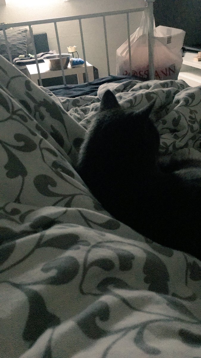 _HEiNi's tweet photo. Isn’t it lovely spending the day with your cat? ❤️ https://t.co/L31S6O3n1U