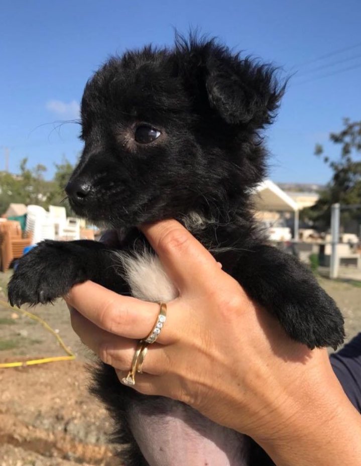 Just spent the last 20 minutes cooing over these puppies <a href="/RosieLondoner/">Rosie</a> 😍😍😍😍😍 I may regret tweeting this...
