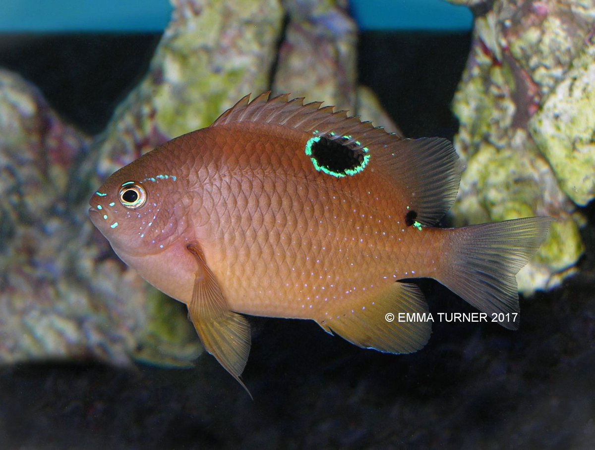 the_fishkeeper's tweet photo. Latest addition to our livestock databank: Dusky Damselfish (Stegastes adustus): https://t.co/jOsbtqYU6t
#FishInfo #DuskyDamselfish https://t.co/MoeQRjCZft