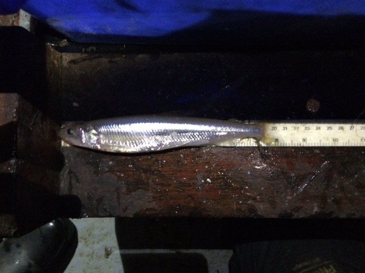 TM_WRT's tweet photo. A successful night for the #SearchForSmelt as we caught 16 smelt in the Wyre estuary.  All in super condition and released successfully. Plenty of other species including eel (yellow), bass and pipefish. Elated. Thanks to @mjhartley606 for assistance. https://t.co/LUANeCRyjF