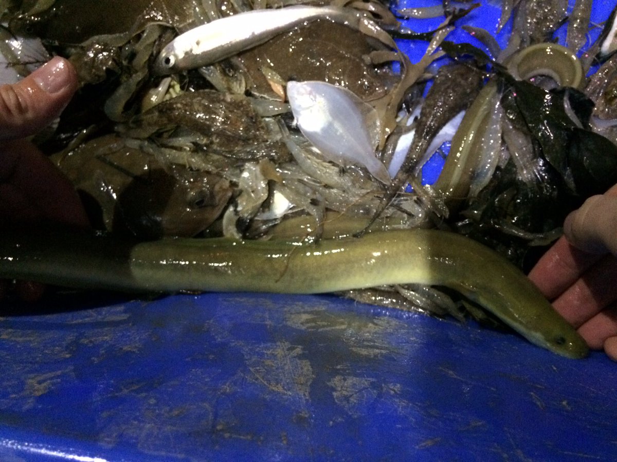TM_WRT's tweet photo. A successful night for the #SearchForSmelt as we caught 16 smelt in the Wyre estuary.  All in super condition and released successfully. Plenty of other species including eel (yellow), bass and pipefish. Elated. Thanks to @mjhartley606 for assistance. https://t.co/LUANeCRyjF