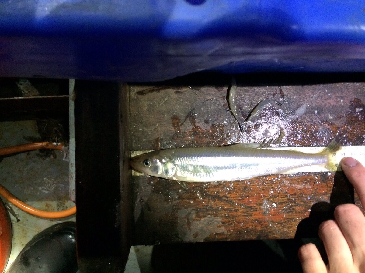 TM_WRT's tweet photo. A successful night for the #SearchForSmelt as we caught 16 smelt in the Wyre estuary.  All in super condition and released successfully. Plenty of other species including eel (yellow), bass and pipefish. Elated. Thanks to @mjhartley606 for assistance. https://t.co/LUANeCRyjF