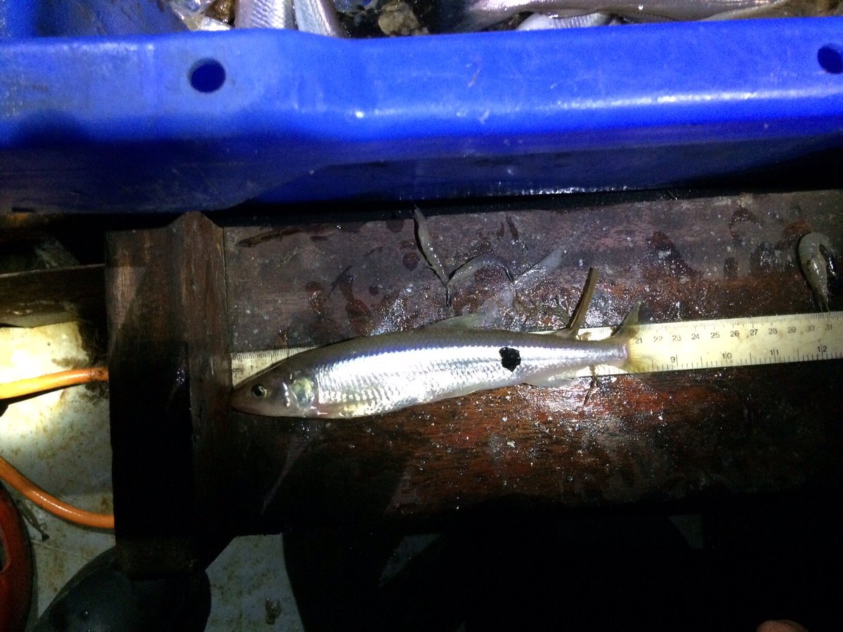 TM_WRT's tweet photo. A successful night for the #SearchForSmelt as we caught 16 smelt in the Wyre estuary.  All in super condition and released successfully. Plenty of other species including eel (yellow), bass and pipefish. Elated. Thanks to @mjhartley606 for assistance. https://t.co/LUANeCRyjF