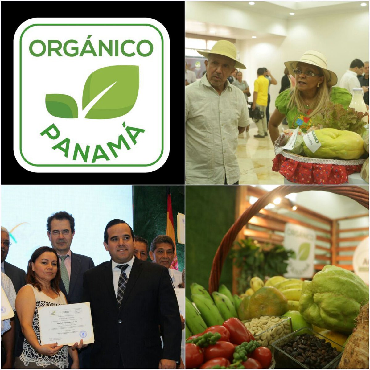 quiquecarles's tweet photo. Después de 15 años, hacemos historia lanzando el #SelloOrgánico nacional, entregando los primeros certificados #PanamáOrgánica #Agronegocios https://t.co/UzIMNJRp0f