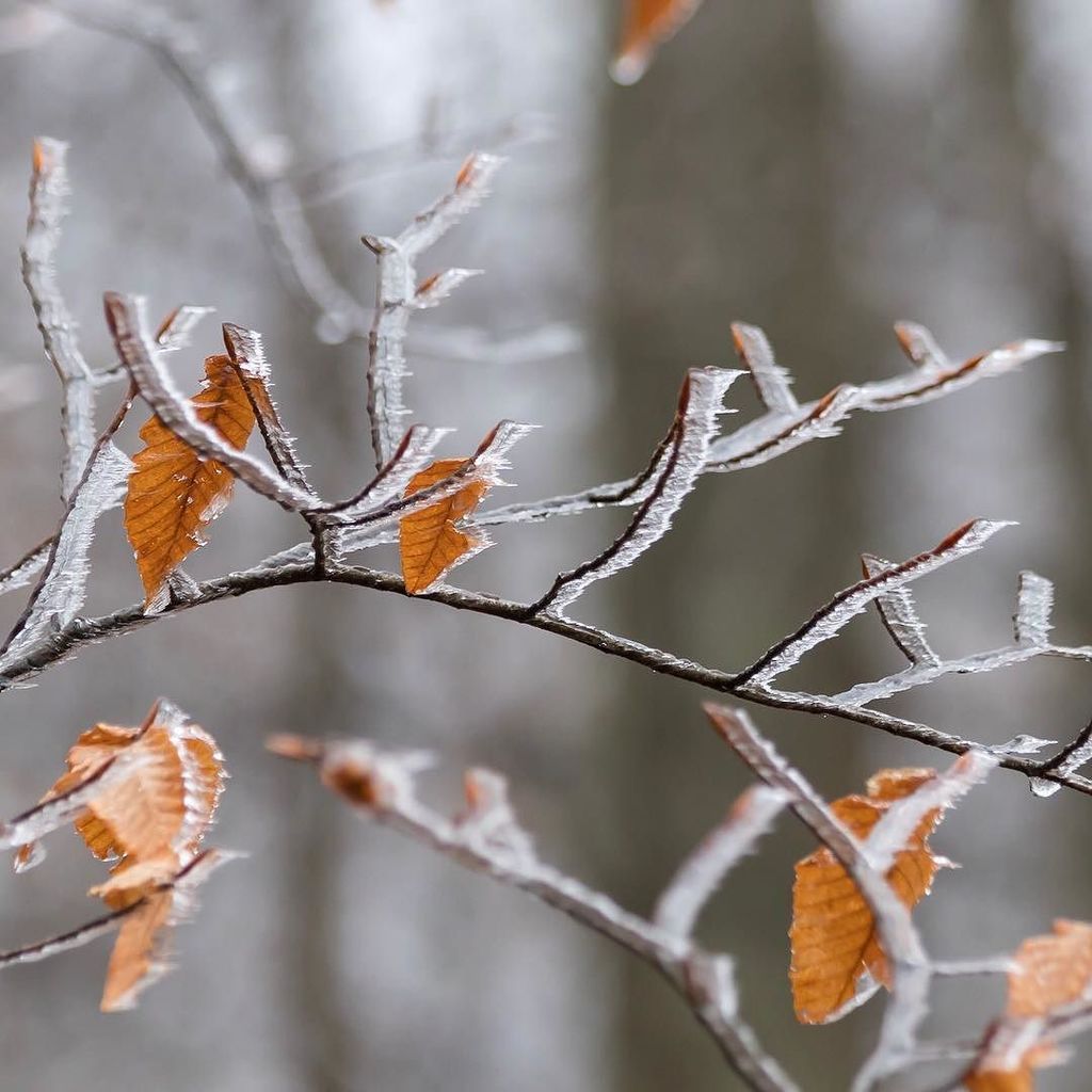 venture4wd's tweet photo. An arbitrary tree branch adorned with frost from the passing clouds, high in the West Virginia mountains. Our world is impossibly beautiful, and every little detail is worth savoring like a succulent steak. #journeyinbetween #frost #frozen #foliage #fallโฆ https://t.co/rtNJOfDkJq https://t.co/DCO0zYR5O9