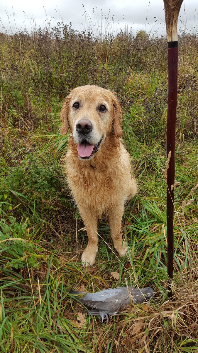 DudsofOxon's tweet photo. We lost this fine fella on Saturday night to bloat. Please can you share this tweet to raise awareness of what to look for. If it can save a single dog some good might come from our tragedy. https://t.co/ITQI4ctKKM https://t.co/QRO6qOCKpD