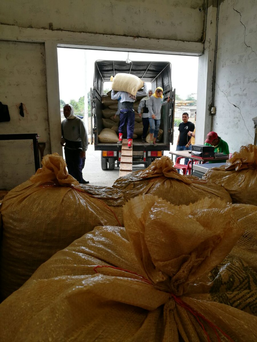produrios's tweet photo. #Produrios continúa con el desarrollo del #proyecto del #cacao. En esta ocasión realiza proceso de embarque para entrega del grano seco de cacao a socio comercial. https://t.co/Iuf7CUm8WB