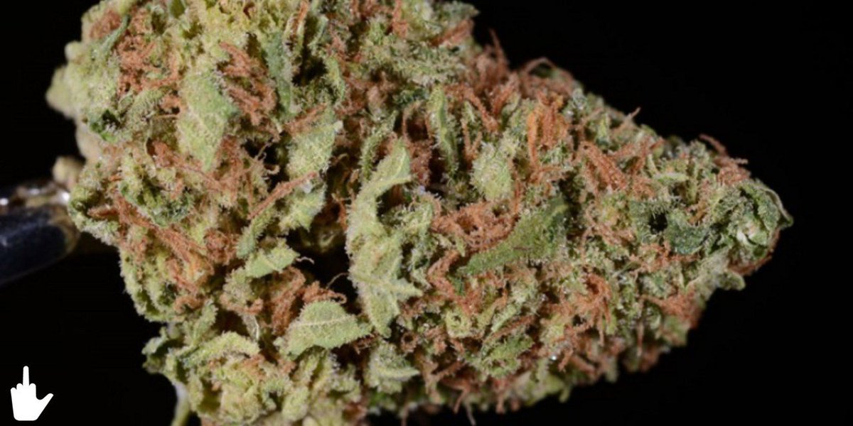 funkyblunt's tweet photo. 420 Weed Reviews: Herijuana (AKA Harijuana or Herojuana) https://t.co/a9LojxRpbn #herijuana #weedreviews #bluntnation #funkyblunt #marijuanalife #weedsmoke #weedchild #weednation #ganja #ganjah #ganjaman #jointjafra #jointheresistance #cannabiscup #cannabis420 #stonerlyfe #stoner https://t.co/85s3sTycdc