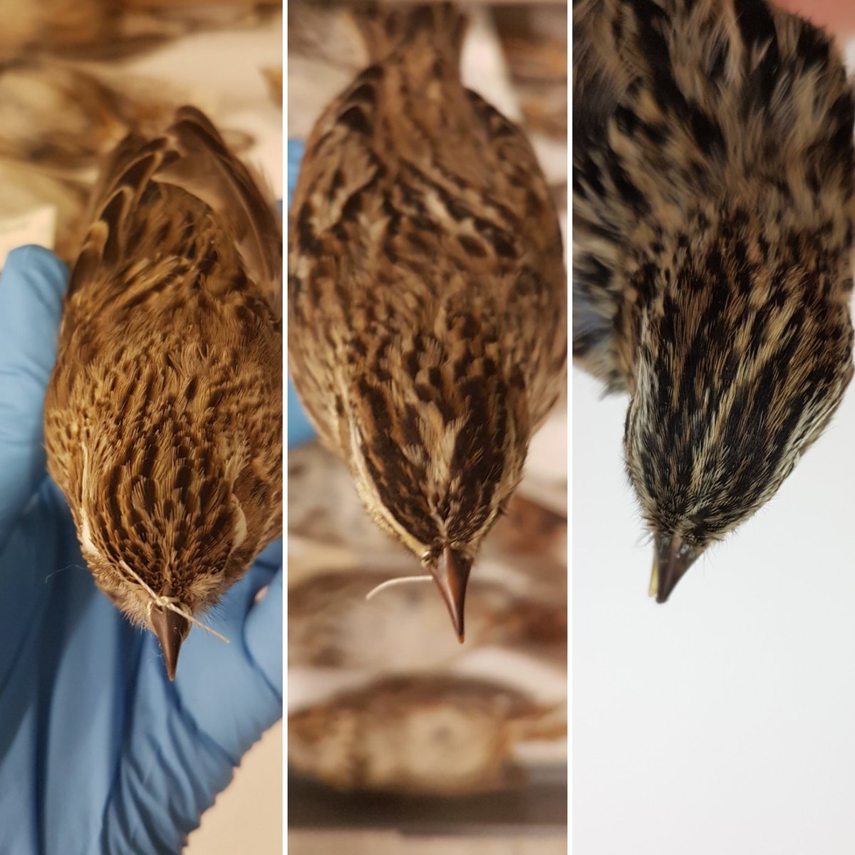 DanaeFrier's tweet photo. @birdnirdfoley @jaredclarke5 @GrasslandBio @FisherSpeaks @KiirstiO @Ray_G_Poulin From left to right, vesper sparrow and savannah sparrow from collection, then our mystery bird. https://t.co/fI8WQHqz2L