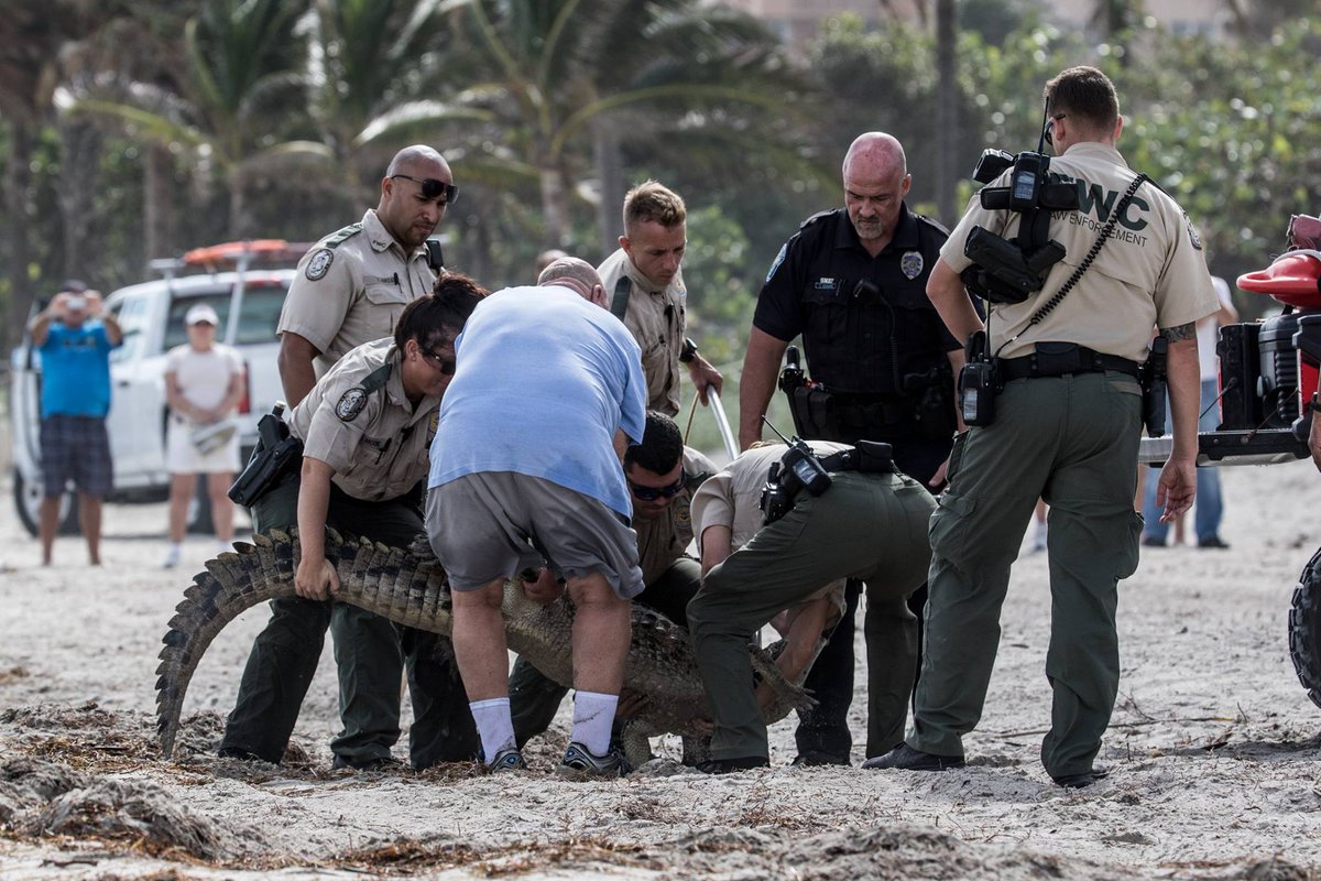 robsnell's tweet photo. Sweet! Hollywood Crocodile rescued by @MyFWC and @HollywoodFLPD. Thanks for the heads up @cohgov -- More CROC pix here: https://t.co/tc672VRMnh https://t.co/BwoNTRh0XR