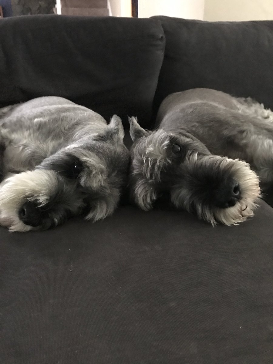 TwoGreyDogs's tweet image. Why hello there! 2GDD is back! We put our heads together to streamline and we’re re-opening our virtual doors!
 etsy.me/1bz9oip