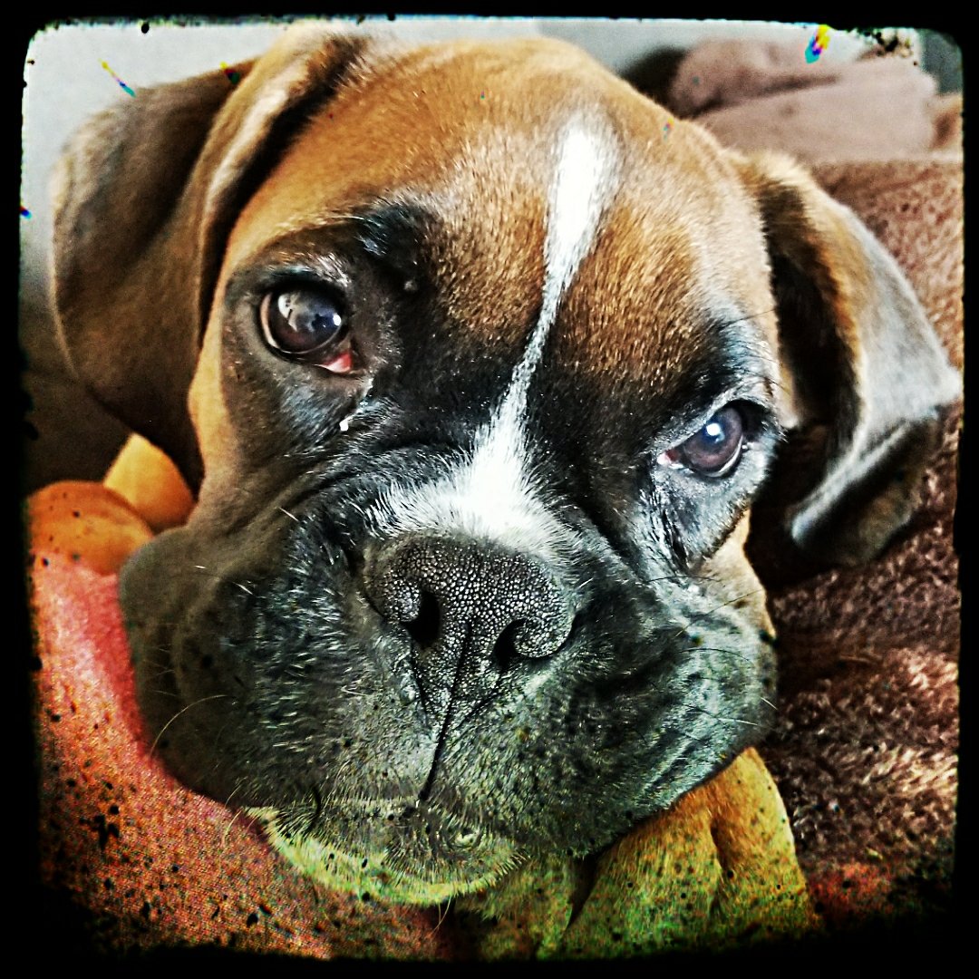 jimmyTheDogGuy's tweet photo. Conner #pixlr #boxers #puppies #myk9u https://t.co/cZ42zST0mJ