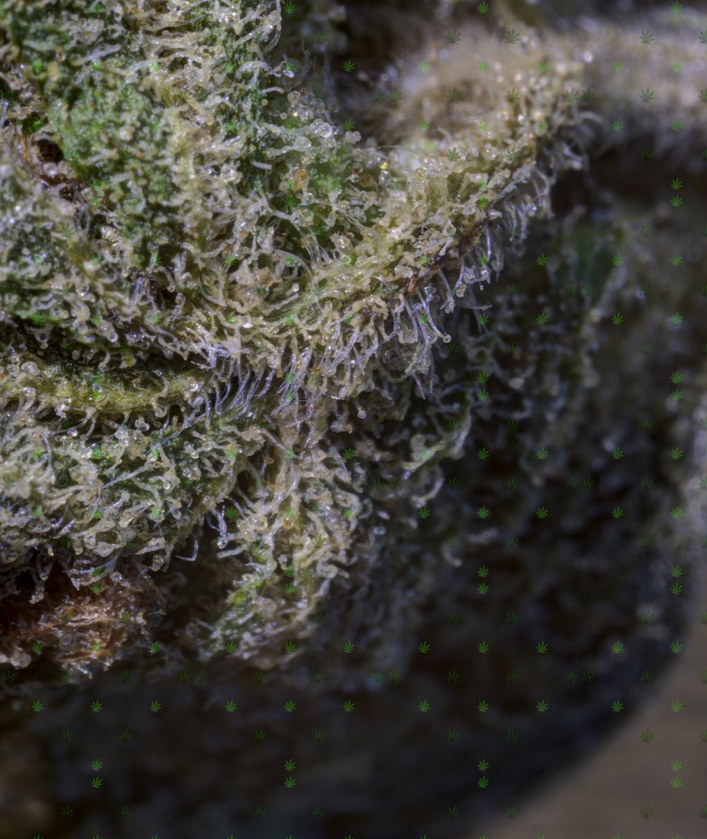 schwagged's tweet photo. meany mighty more
better than over priced fake
pharmaceuticals

#growyourown #freemeds #marijuana #cannabis #macro #pano #photography

#trichomes #thc #cbd #upclose #deepzoom #ultrawide #legalize 

#doyouknow who your #politicians #really are? https://t.co/DiXuwE79Cv
