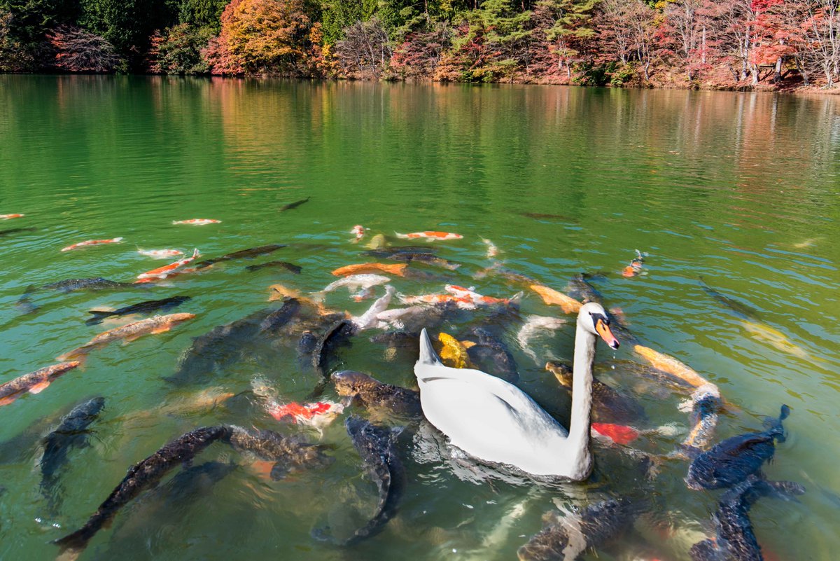 北斗七星 Pa Twitter おはようございま す 彡 白鳥の住む湖に行ってきました ﾉ 野生の１羽だけですがエサを与えるとコイと一緒に食べてます 南伊奈ケ湖 皆さん きょうも良い一日を