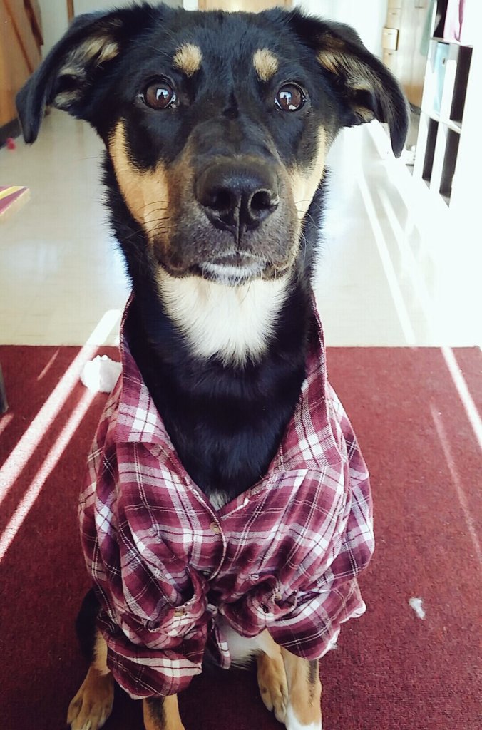 benedictasdogs's tweet image. 