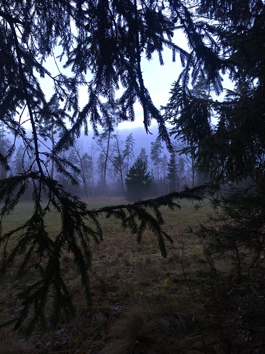 AndaKlavina's tweet photo. #Valgunde forest https://t.co/b7sKgnCZim