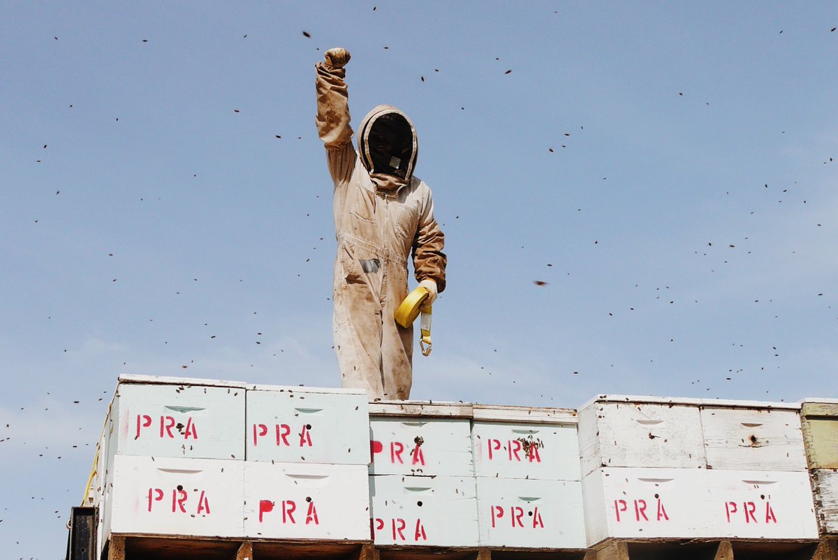 HappySeedEdible's tweet photo. Did you know that our CEO is a 2nd generation beekeeper? Our honey comes from his family apiaries in the San Joaquin Valley and is 100% pesticide free. Because our honey is infused with cannabutter, it makes an excellent ingredient to cook with for your Thanksgiving dinner! 🐝 https://t.co/pH1Aa9PB7G
