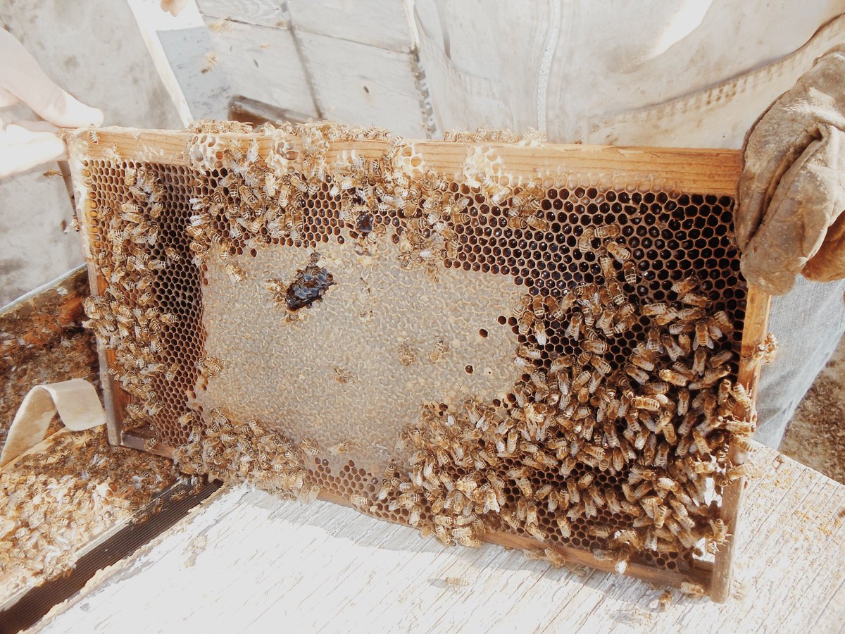 HappySeedEdible's tweet photo. Did you know that our CEO is a 2nd generation beekeeper? Our honey comes from his family apiaries in the San Joaquin Valley and is 100% pesticide free. Because our honey is infused with cannabutter, it makes an excellent ingredient to cook with for your Thanksgiving dinner! 🐝 https://t.co/pH1Aa9PB7G