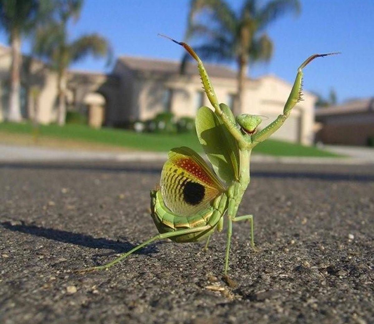 kettcosmetics's tweet photo. #Repost @streetartglobe  Happy that Monday is over!  #art #inspiration #artoftheday #funwithbugs #nature #mondayisover #givethanks
・・・
On the streets with the coolest mantis in the hood. By OmgLmaoWtf (Reddit) Follow @URBANSPOON https://t.co/FAwy9pcNLg