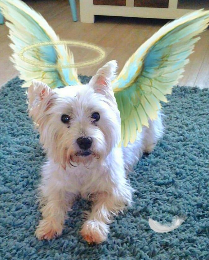 MauraMahon4's tweet photo. @MiroSCWT @HRHLou @MadSCWT @ChestnutWarrior @Sprocket_Cool @ZombieSquadHQ And our Tara too😘😘 https://t.co/PD4klOepRX