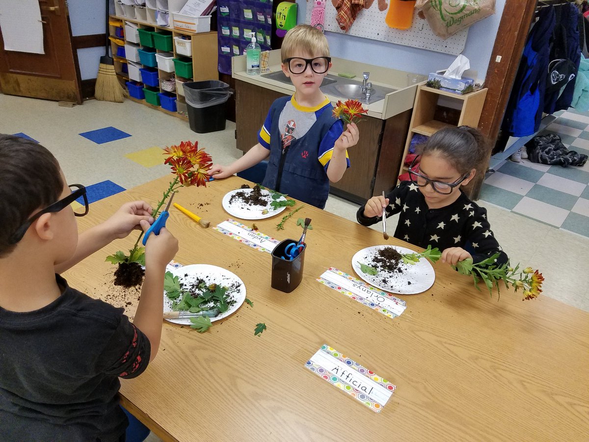 dardis_school25's tweet photo. Dissecting flowers today and talking about their parts. @RCSDsch25 https://t.co/20AyLp10Cd