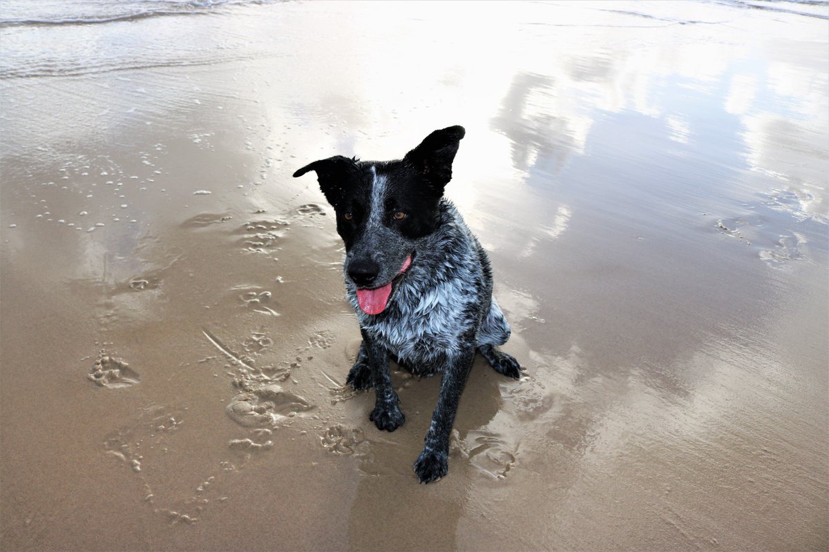 JoanneJorja's tweet photo. #fingal #SaveOurOceans #bluebuttonjellyfish #seaslug #daryl #DogsAreFamily #weratedogs #StormHour #Earth #surfing #Beachcomber https://t.co/HQ0p3cmLoN