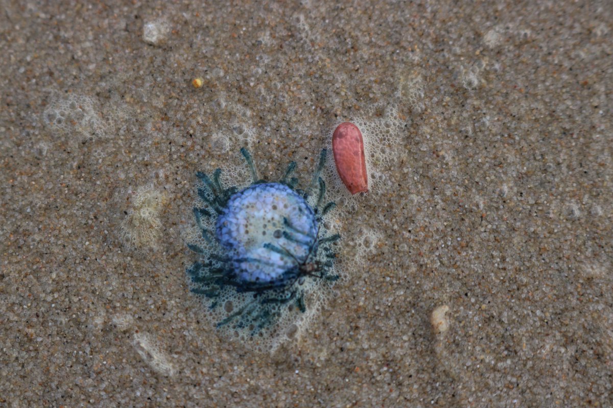 JoanneJorja's tweet photo. #fingal #SaveOurOceans #bluebuttonjellyfish #seaslug #daryl #DogsAreFamily #weratedogs #StormHour #Earth #surfing #Beachcomber https://t.co/HQ0p3cmLoN