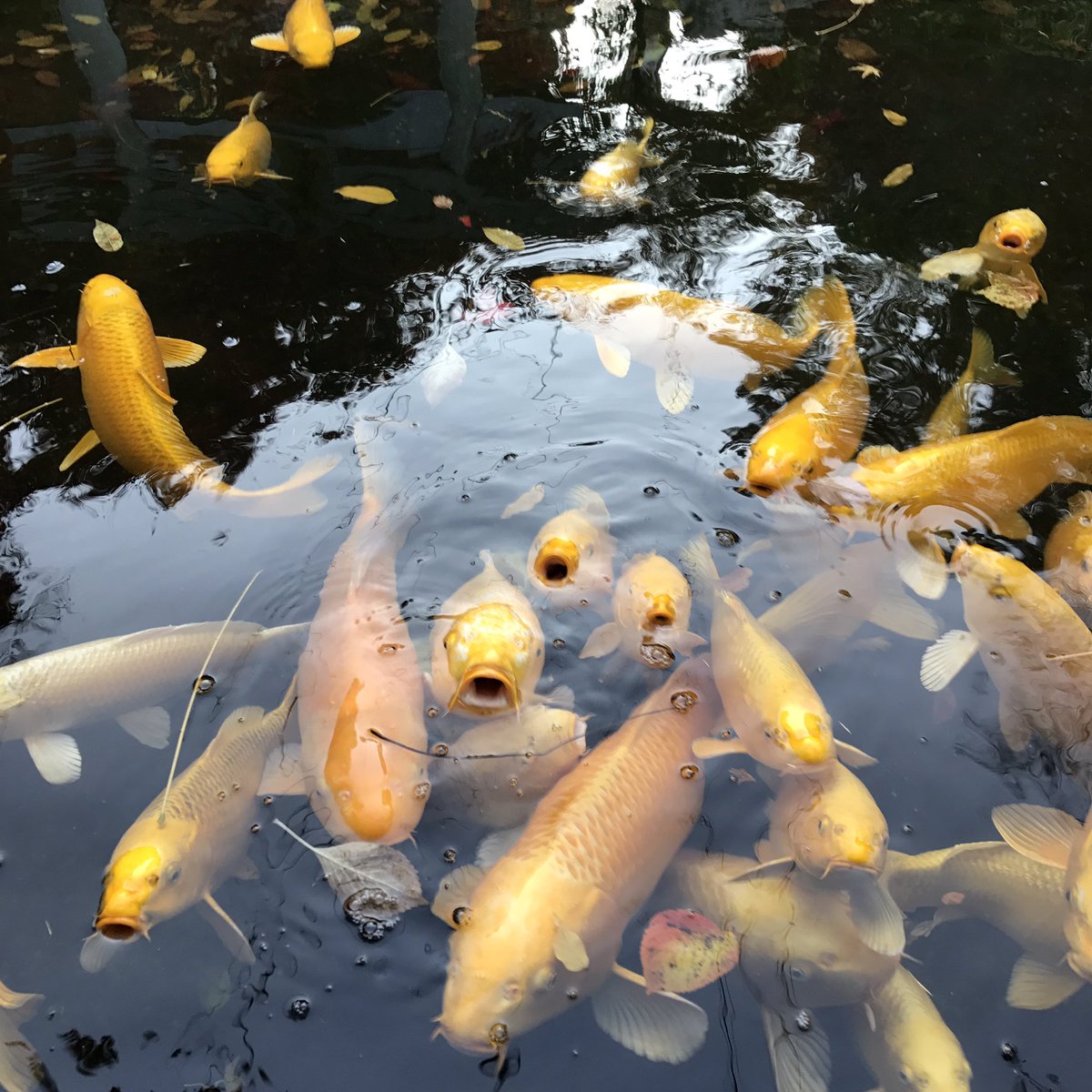 先日アニソン登山部で行った昇仙峡の「黄金池」の金の鯉。縁起の良い鯉